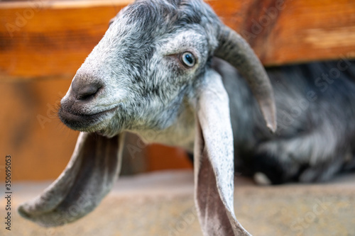 Goat 2 © Diana
