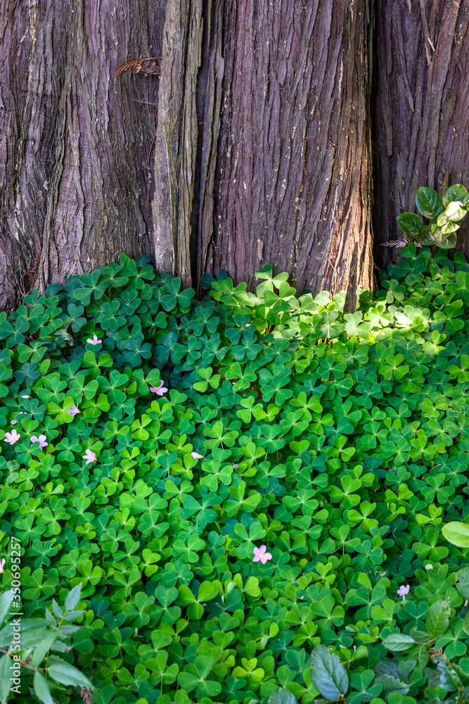Field of shamrock growing up against the trunk of a cedar tree
Field of shamrock growing up against the trunk of a cedar tree