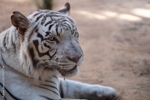 White Tiger 5