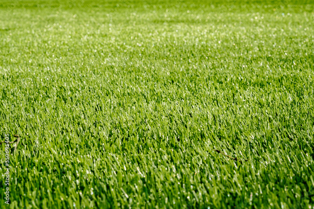 Texture of green grass on a sports soccer field or golf lawn, for sport background. Detailed pattern of green football field grass lawn texture. Green sports lawn in the stadium Texture of green grass on a sports soccer field or golf lawn, for sport background. Detailed pattern of green football field grass lawn texture. Green sports lawn in the stadium