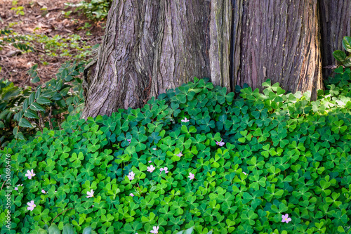 Fototapeta Naklejka Na Ścianę i Meble -  Field of shamrock growing up against the trunk of a cedar tree
