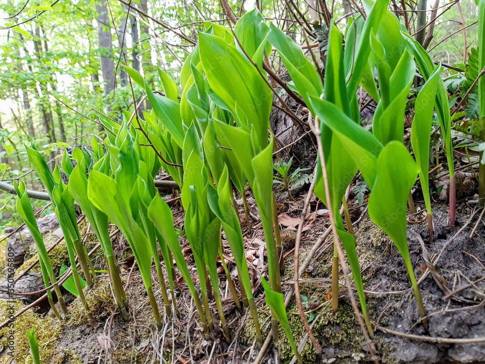 Obraz premium Konwalie.