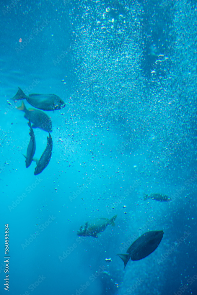 Fototapeta premium Fish