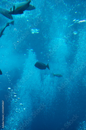 Fish in aquarium 1