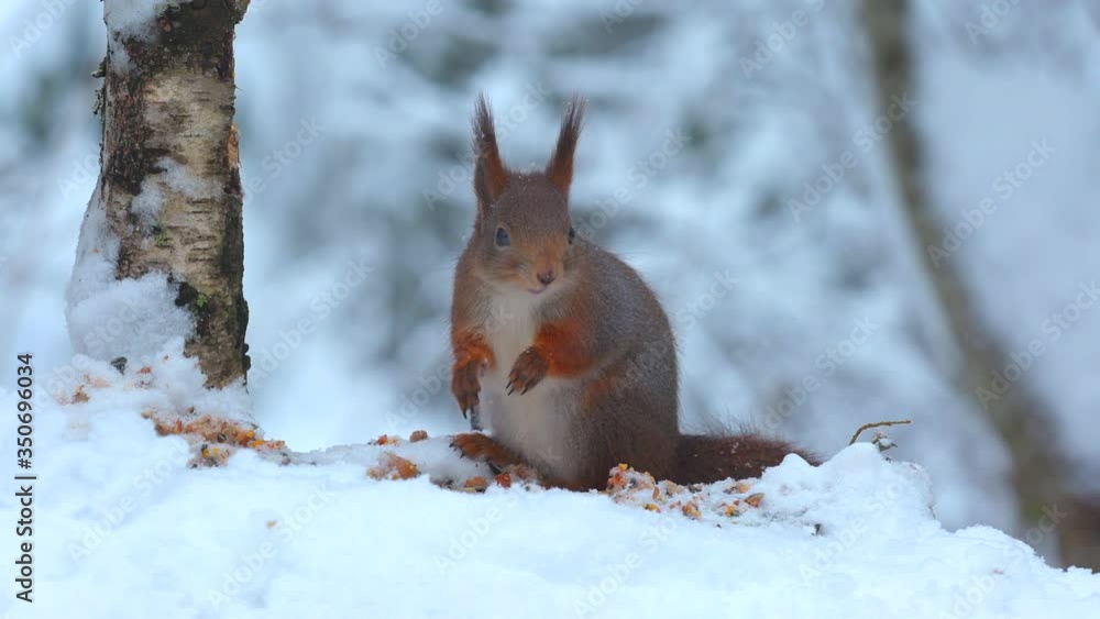 red squirrel animal feeding snowfall winter scenery red squirrel animal feeding snowfall winter scenery