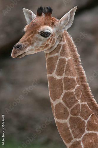 Canvas Print giraffe in the zoo