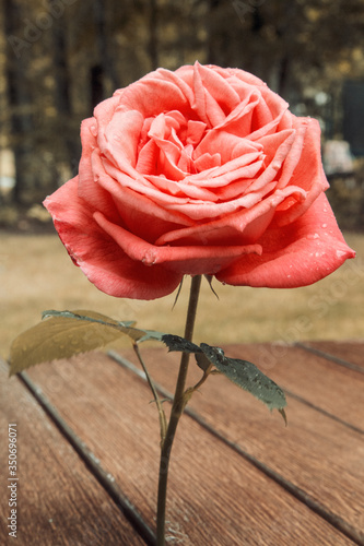 A rose in the rain
