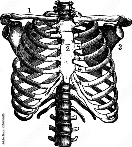 Rib cage Bone Anatomy Vector
