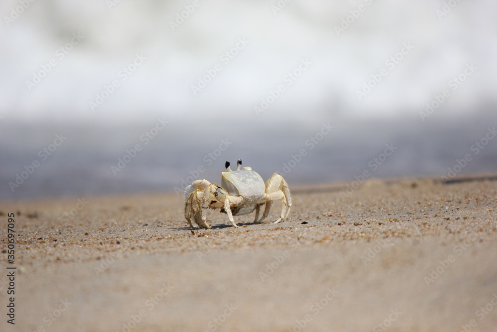 海を眺めるカニ 海を眺めるカニ