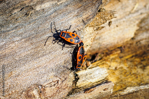 Two firebug, Pyrrhocoris apterus tandem formation when mating on wood trunk