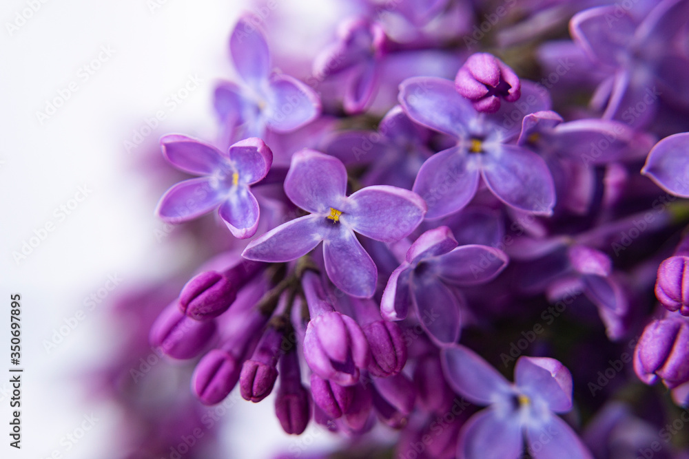 Floral blurred purple background. Beautiful buds of lilac on a white background. Macro shooting. Floral blurred purple background. Beautiful buds of lilac on a white background. Macro shooting.