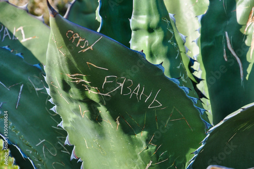 Agave cactus leaf close up under the daylight with word Ryazan - the name of the city in Russia, scratched on it. photo