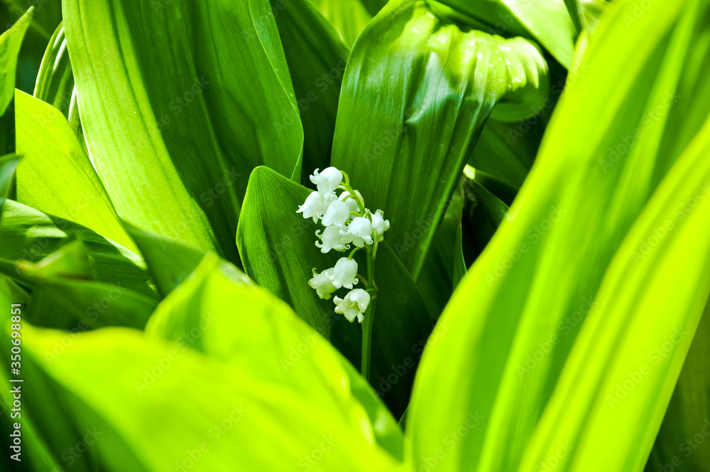 Tender white bell-shaped flowers of lily of the valley or Convallaria on the fresh green silky leaves background in the garden. Tender white bell-shaped flowers of lily of the valley or Convallaria on the fresh green silky leaves background in the garden.