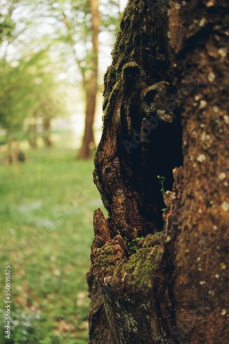 Dziupla w drzewie, kora ciemna, podlaskie Polska Europa
