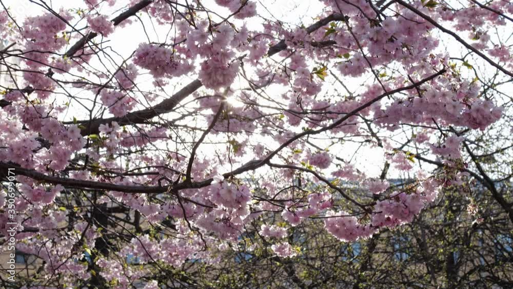 Japanese plum blossom in the city garden. Saint Petersburg Friendship Garden, plum blossom Japanese plum blossom in the city garden. Saint Petersburg Friendship Garden, plum blossom