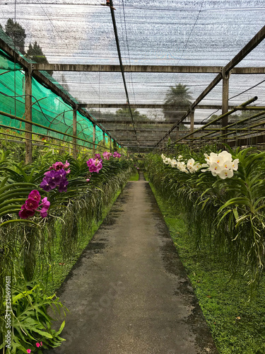 Orchid farm
