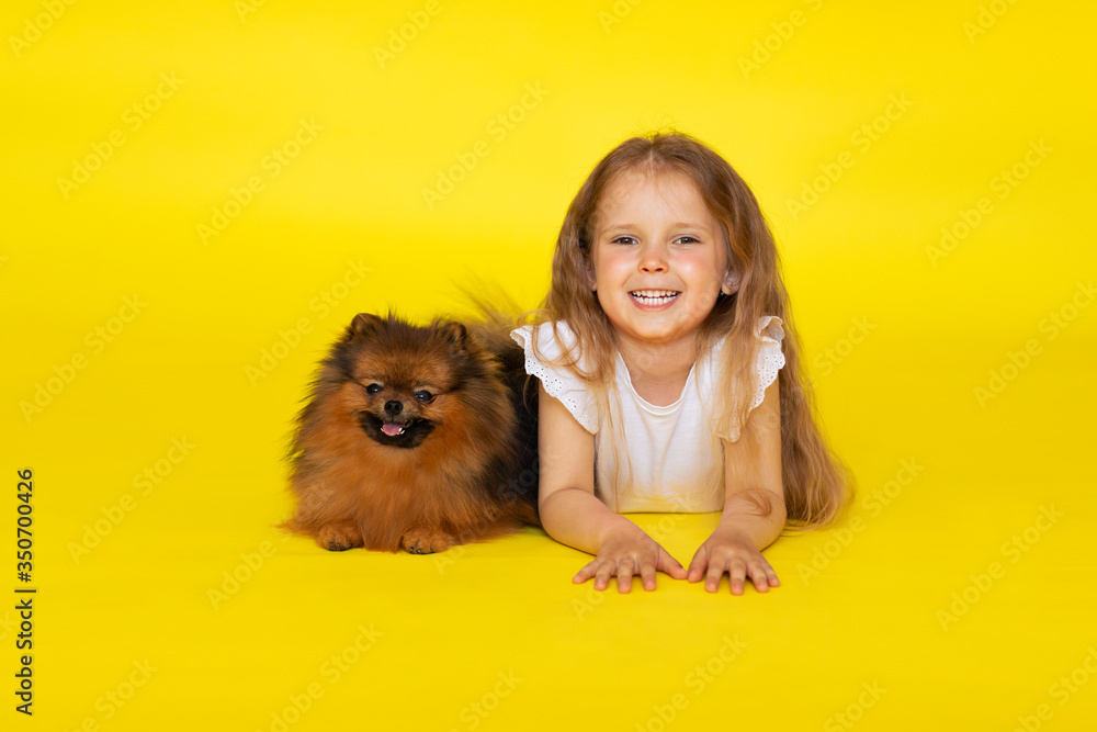 Little cute girl posing with red small spitz puppy on yellow background. Copy space Little cute girl posing with red small spitz puppy on yellow background. Copy space