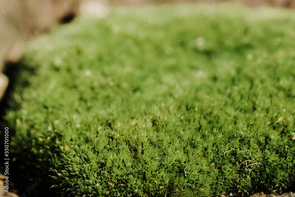 Moss makes its way through the asphalt. Island on earth. Microlife and microgreens. Desire for life. Purposefulness. Through obstacles to success. Ecological cconcept. Moss makes its way through the asphalt. Island on earth. Microlife and microgreens. Desire for life. Purposefulness. Through obstacles to success. Ecological cconcept.