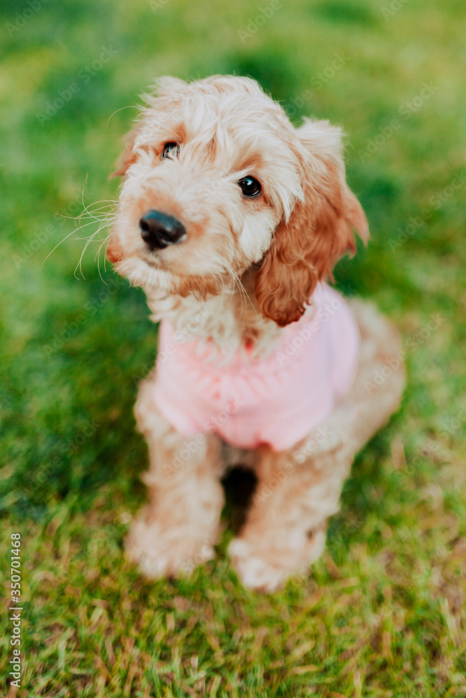 Cockapoo puppy portrait