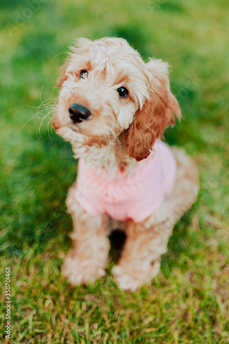 Cockapoo puppy portrait