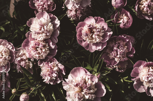 Spring background. Bouquet of beautiful pink flowers. Peonies with sunbeams. Greeting card with flowers.