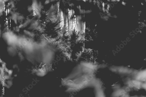 stuffy pine tree in pine forest in black and white photo with light in the background
