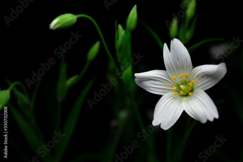 white flower on black background