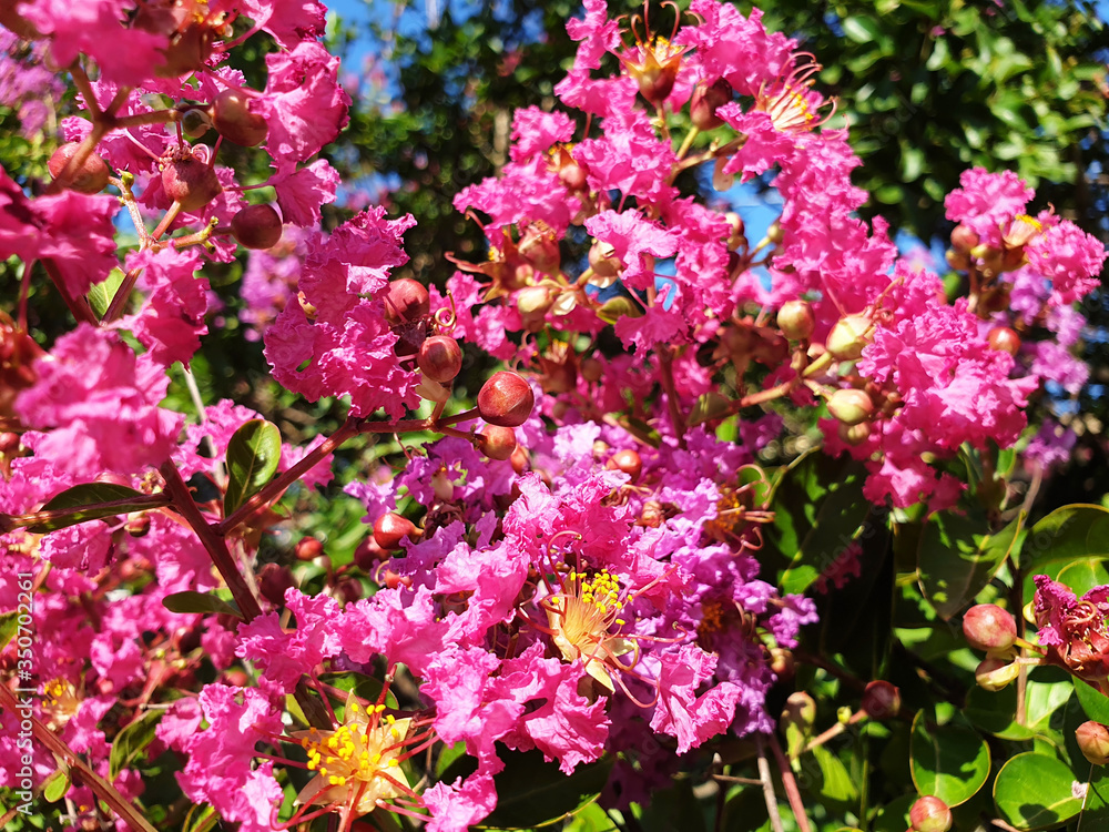 Pink Lagerstroemia or Crape myrtle flowers on a bush branch.