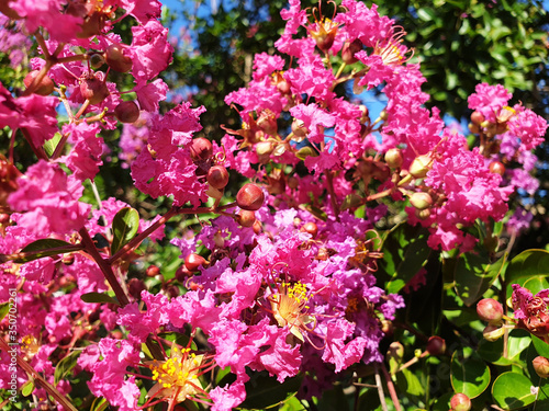 Pink Lagerstroemia or Crape myrtle flowers on a bush branch.