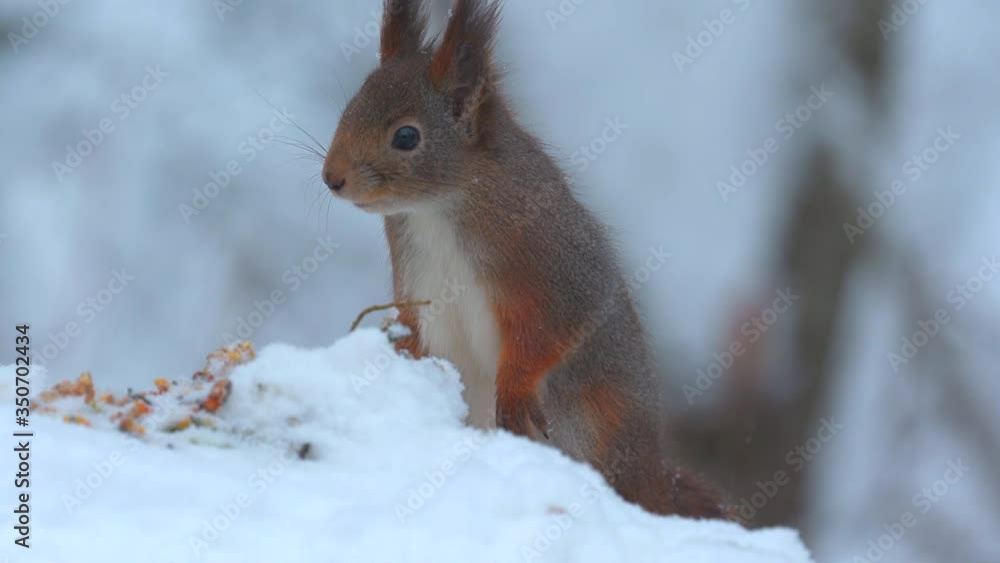 red squirrel animal close view feeding raise body watching alerted winter scenery red squirrel animal close view feeding raise body watching alerted winter scenery