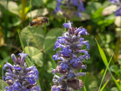 ape in volo per spostarsi di fiore in fiore per la raccolta del polline photo