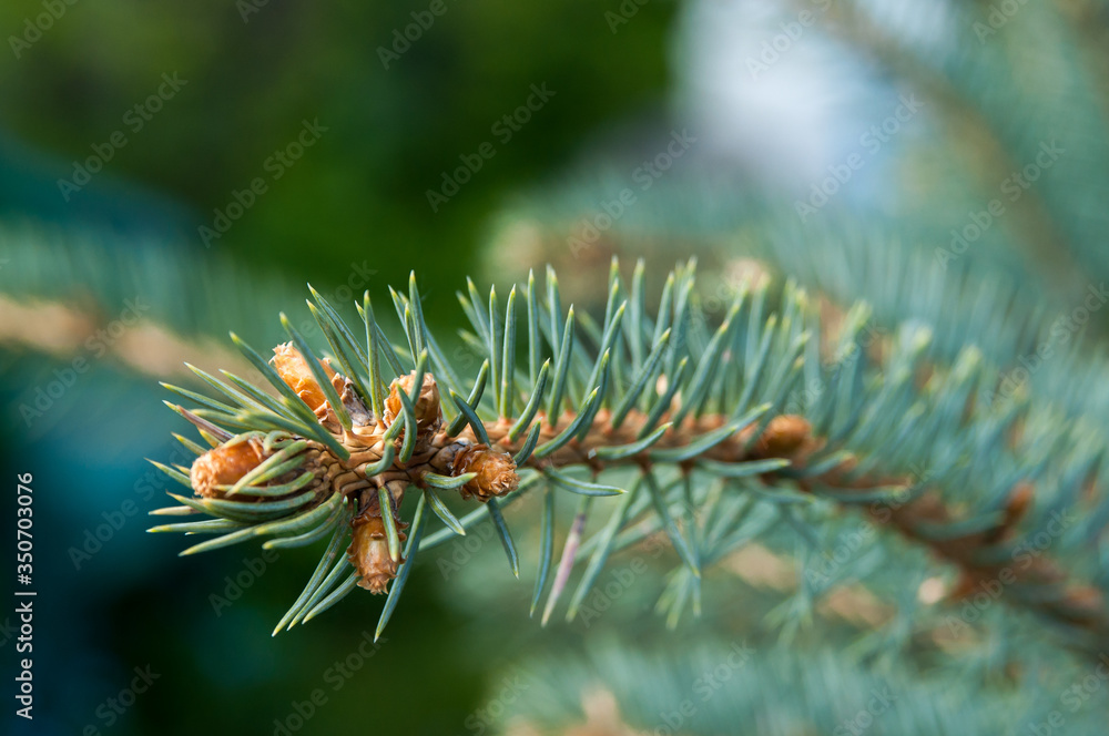 A branch of blue spruce in a bright sunny spring day. Swollen buds of blue spruce before flowering. A branch of blue spruce in a bright sunny spring day. Swollen buds of blue spruce before flowering.