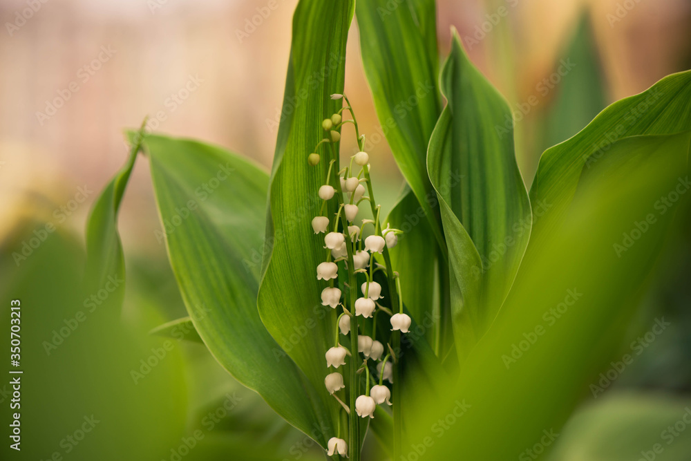 lily of the valley spring garden flowers at sunset ground lily of the valley spring garden flowers at sunset ground