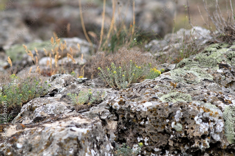 Succulents growing on rocks in the Pobiti Kamani nature reserve (Bulgaria) Succulents growing on rocks in the Pobiti Kamani nature reserve (Bulgaria)