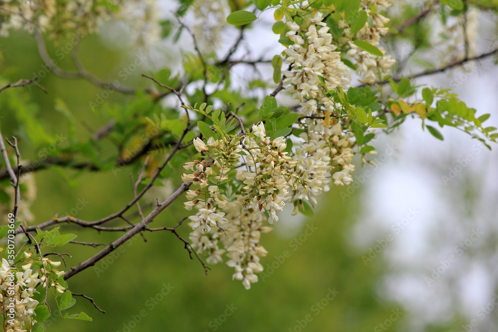 Robinia pseudoacacia branches with white flowers Robinia pseudoacacia branches with white flowers
