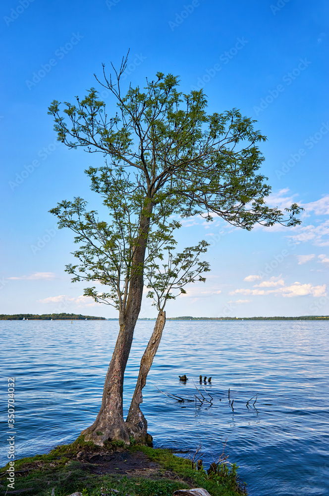 Small single tree at Lake Schwerin with a blue sky. Mecklenburg-Vorpommern, Germany
