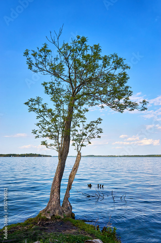 Fototapeta Naklejka Na Ścianę i Meble -  Small single tree at Lake Schwerin with a blue sky. Mecklenburg-Vorpommern, Germany
