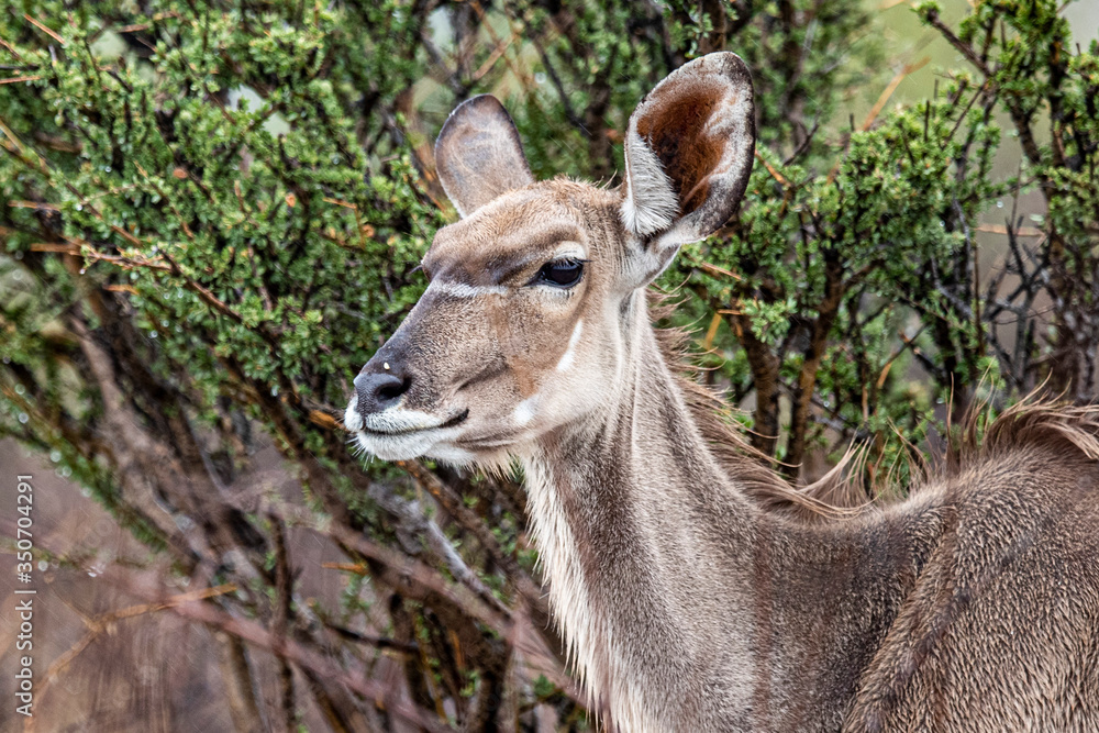 A kudu in the plains during a thunderstorm near Halali in Etosha National Park A kudu in the plains during a thunderstorm near Halali in Etosha National Park