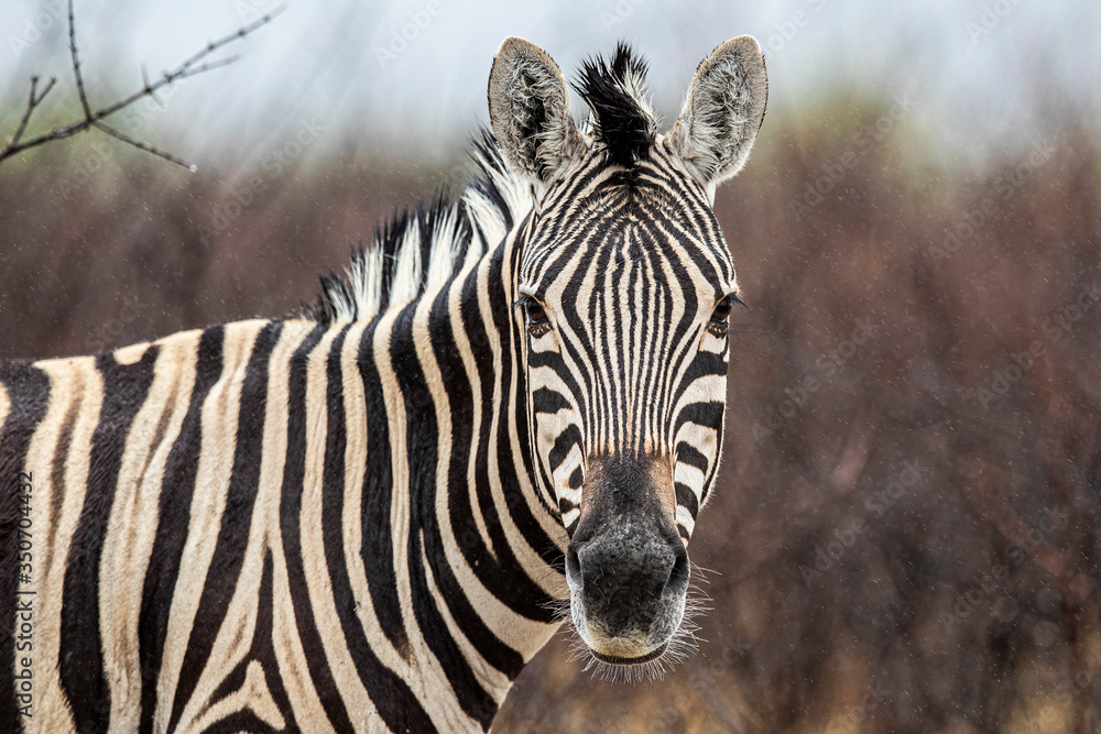Fototapeta premium A zebra in the plains near Halali in Etosha National Park