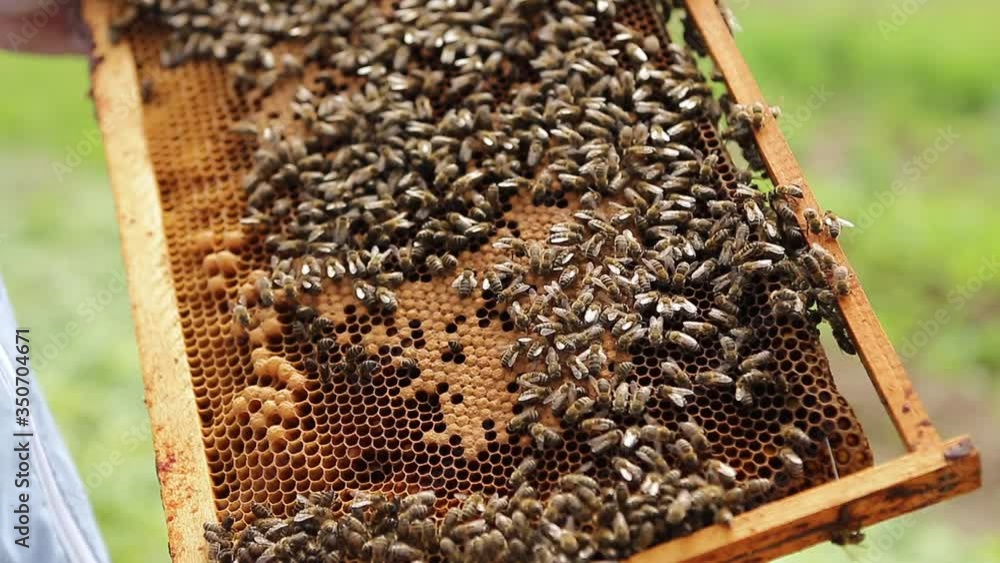 Close up view of colony of bees crawling on the beehive frame with honeycomb honey. Apiary, beehive and beekeeping concept Close up view of colony of bees crawling on the beehive frame with honeycomb honey. Apiary, beehive and beekeeping concept