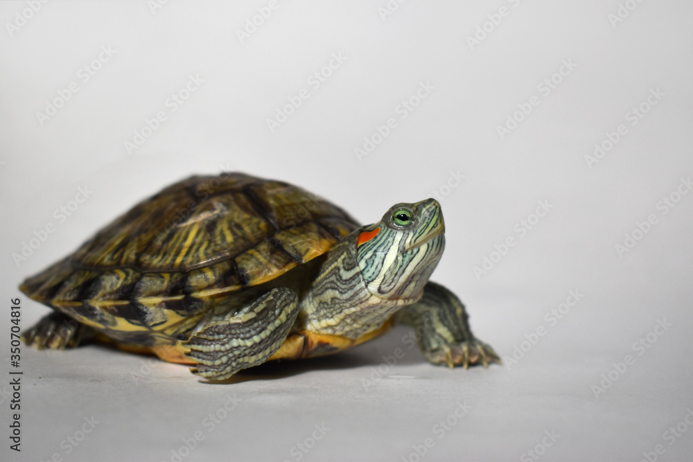 One red-eared turtle looks into the frame. World Turtle Day. One red-eared turtle looks into the frame. World Turtle Day.