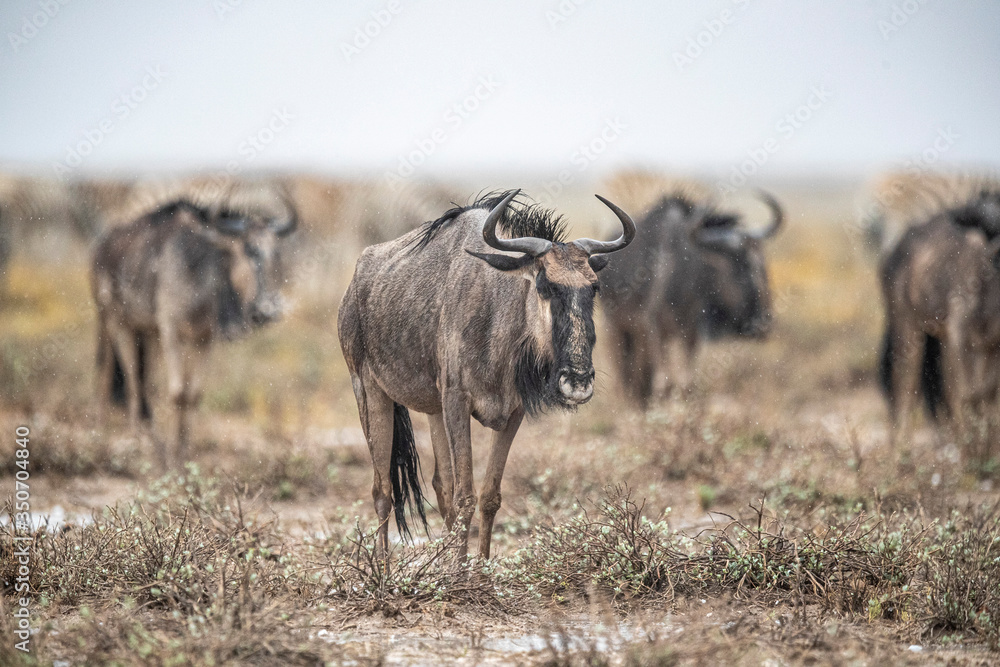 Blue wildebeests in the plains during a thunderstorm near Salvadora Blue wildebeests in the plains during a thunderstorm near Salvadora