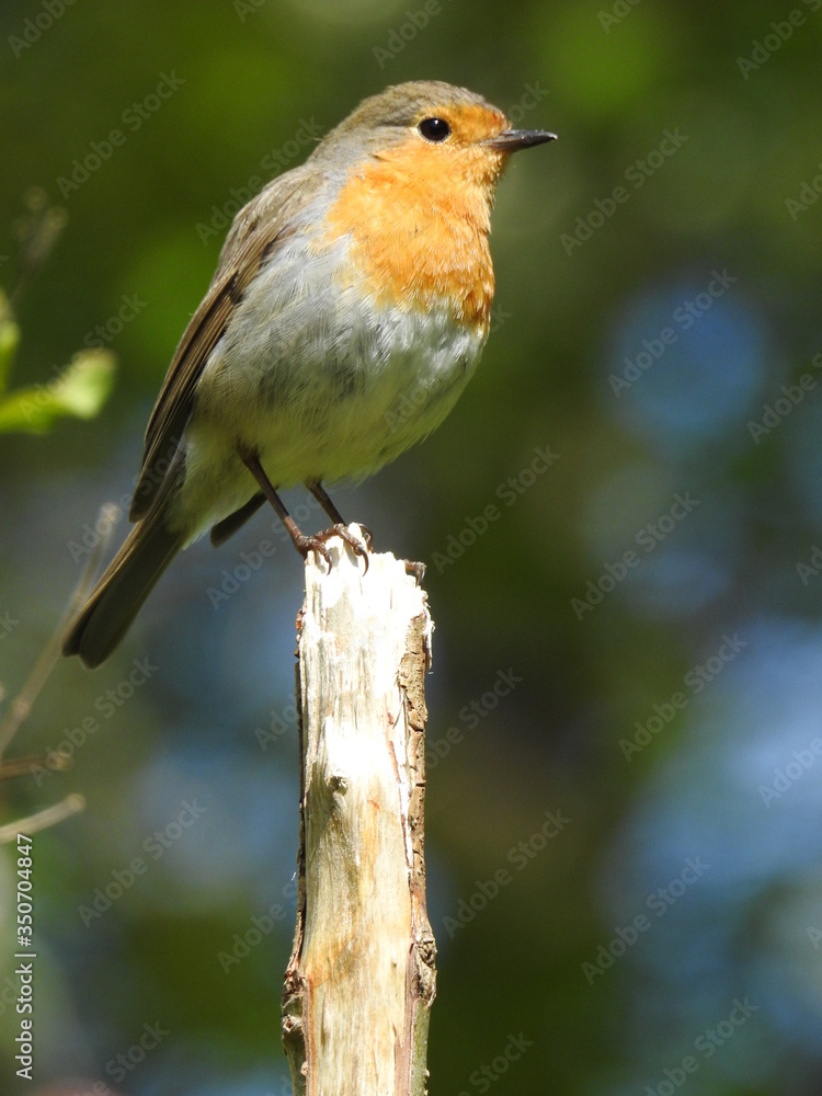 robin on a branch robin on a branch