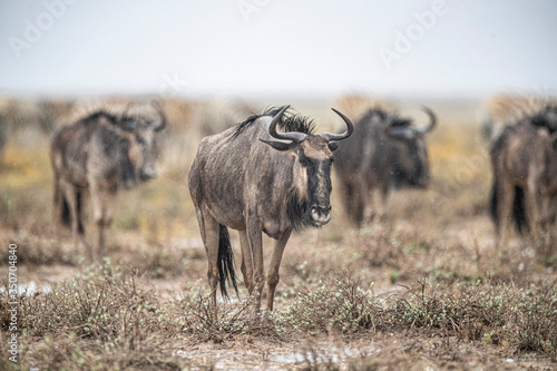 Blue wildebeests in the plains during a thunderstorm near Salvadora © GORDON