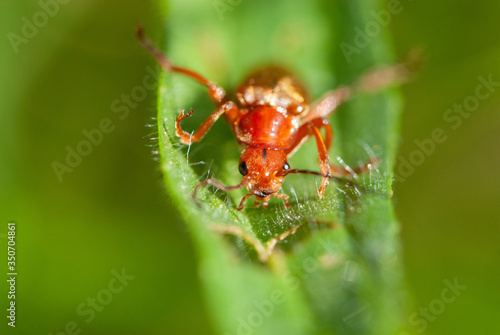 This is not a red soldier soft-bodied, straight-sided beetle, it is a red curious animal on a green leaf © Tatiana