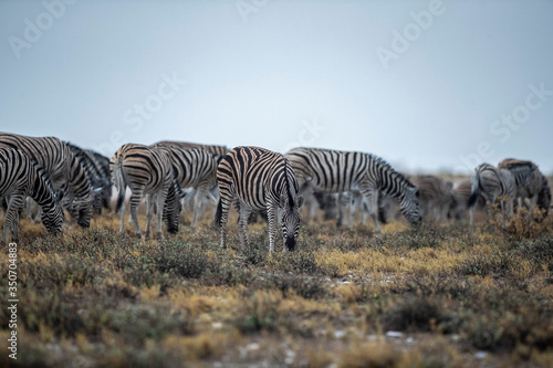 Zebras in the plains during a thunderstorm