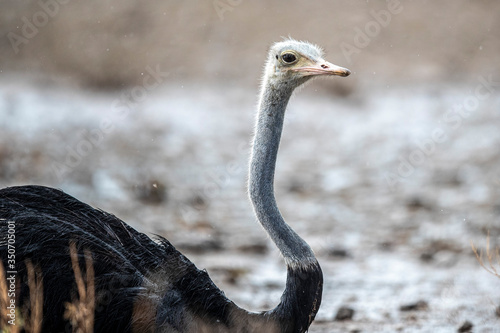 An ostrich sits in a puddle from thunderstorms