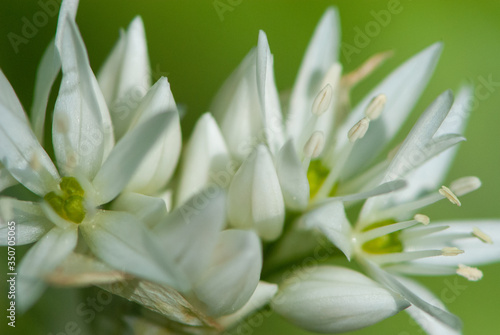 Close-up flowers of wild garlic  ramsons  buckrams  broad-leaved garlic  wood garlic  bear leek or bear s garlic in spring