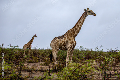 Giraffes graze in the plains in Etosha National Park