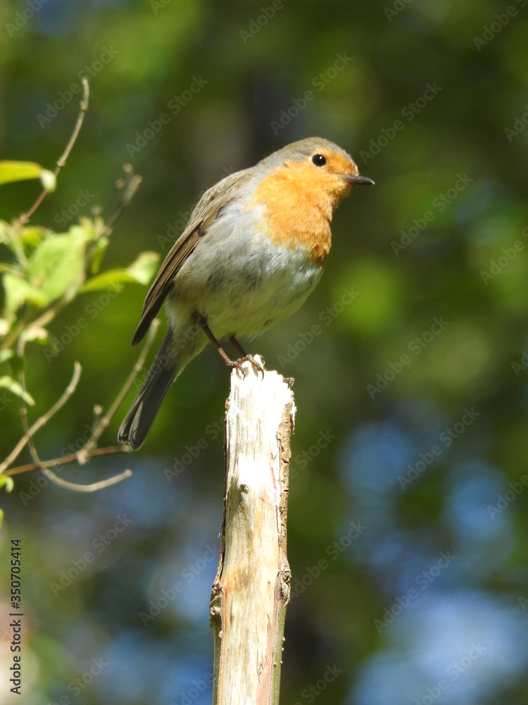 robin on a branch robin on a branch